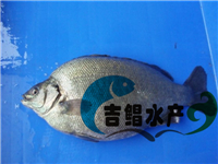 供應（廣州魚苗場）澳洲寶石斑種苗，寶石鱸魚苗批發出生原始圖片3