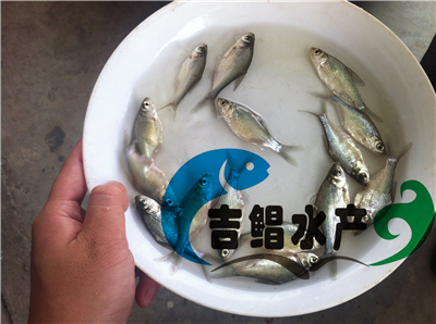 供應(yīng)（廣州魚(yú)苗場(chǎng)）澳洲寶石斑種苗，寶石鱸魚(yú)苗批發(fā)出生