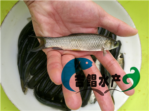 （廣州魚苗養(yǎng)殖基地）長江種草魚種苗，長江完魚苗長身品種好草魚苗