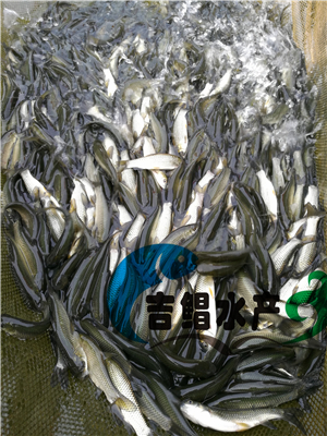 （廣州魚苗養(yǎng)殖基地）長江種草魚種苗，長江完魚苗長身品種好草魚苗