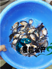 廣東魚(yú)苗養(yǎng)殖基地常年提供白鯧魚(yú)苗種苗（淡水）批發(fā)鯧魚(yú)苗