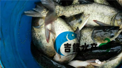 優質胖頭魚苗（花鰱魚苗種苗）批發大頭魚苗|水庫放生魚苗原始圖片2