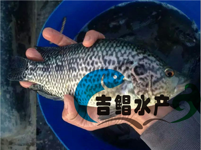 廣東魚苗基地供應石斑魚苗種苗（淡水）批發石斑苗規格苗