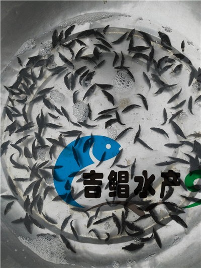 廣東桂魚苗繁殖場3-8月大量供應(yīng)桂花魚苗種苗批發(fā)桂魚苗