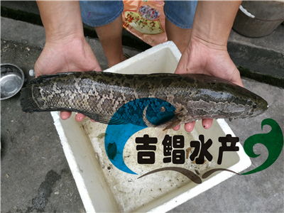 廣東雜交黑魚苗種苗（吉鯧水產(chǎn)）優(yōu)質(zhì)雜交黑魚苗銷售財(cái)魚苗