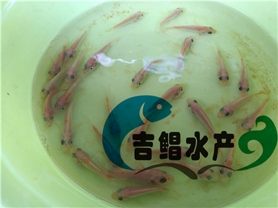 廣州吉鯧水產(chǎn)羅非魚(yú)苗基地長(zhǎng)期批發(fā)紅羅飛魚(yú)苗（彩虹鯛紅羅非魚(yú)）原始圖片2