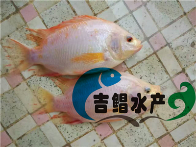 廣州吉鯧水產(chǎn)羅非魚(yú)苗基地長(zhǎng)期批發(fā)紅羅飛魚(yú)苗（彩虹鯛紅羅非魚(yú)）原始圖片3