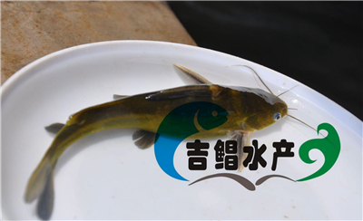 廣東黃骨魚苗養(yǎng)殖基地長期提供黃臘丁魚種苗（全雄黃顙魚寸苗）原始圖片3