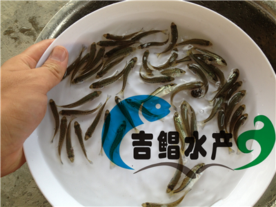 廣東鱸魚苗（加州鱸）養(yǎng)殖基地3-8月批發(fā)加州鱸魚種苗（馴化飼料）