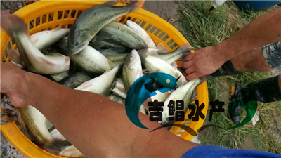 廣東鱸魚苗（加州鱸）養(yǎng)殖基地3-8月批發(fā)加州鱸魚種苗（馴化飼料）