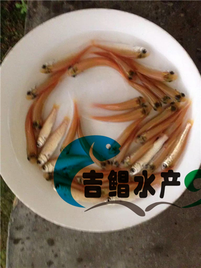 廣東俄羅斯金絲草魚苗養殖（金草魚苗）規格苗批發紅色草魚苗