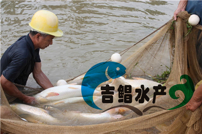 廣東俄羅斯金絲草魚苗養殖（金草魚苗）規格苗批發紅色草魚苗