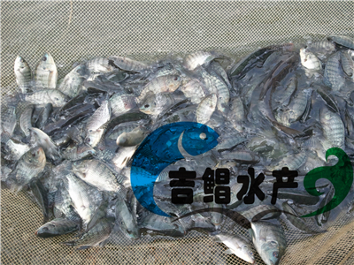 廣州良種羅非魚苗種苗（吉富羅非魚種苗）批發(fā)銷售良種苗