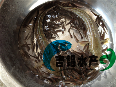 廣東七星魚種苗養(yǎng)殖場出售山斑魚苗（七星魚苗）中公魚苗貴州地區(qū)批發(fā)