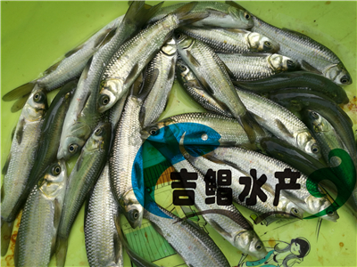 廣州大量黑鯇魚苗（烏青魚苗）批發(fā)銷售青魚種苗養(yǎng)殖場直供