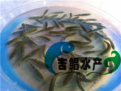 光倒刺鲃魚(yú)苗種苗（青竹鯇魚(yú)苗，河堅(jiān)魚(yú)苗，坑娟魚(yú)苗，軍魚(yú)苗）批發(fā)銷(xiāo)售原始圖片3