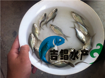 廣東邊魚苗養(yǎng)殖場直供（三角魴魚苗）海邊魚苗，鳊魚苗優(yōu)質(zhì)品種原始圖片2