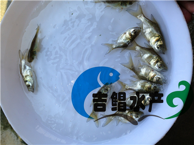 廣東縮骨大頭魚苗種苗養(yǎng)殖場長期批發(fā)縮骨胖頭魚苗（優(yōu)良品種）