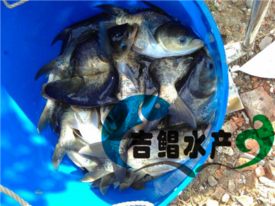 廣東縮骨大頭魚苗種苗養(yǎng)殖場長期批發(fā)縮骨胖頭魚苗（優(yōu)良品種）