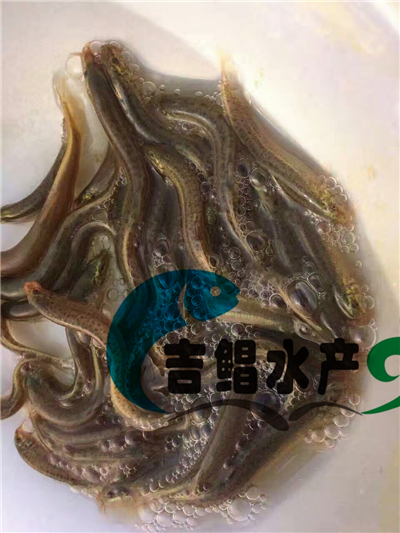 廣東魚(yú)苗養(yǎng)殖場(chǎng)長(zhǎng)期提供臺(tái)灣泥鰍苗批發(fā)（臺(tái)灣泥鰍種苗）技術(shù)支持