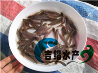 胡子鯰魚苗種苗養殖場（土塘虱魚苗）塘角魚苗批發供應廣東廣西地區原始圖片2