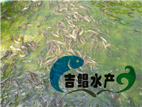 胡子鯰魚苗種苗養殖場（土塘虱魚苗）塘角魚苗批發供應廣東廣西地區原始圖片3