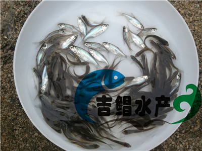 廣東武昌魚(yú)苗種苗批發(fā)（鳊魚(yú)苗）全國(guó)供應(yīng)邊魚(yú)苗，海邊，三角邊魚(yú)苗原始圖片2