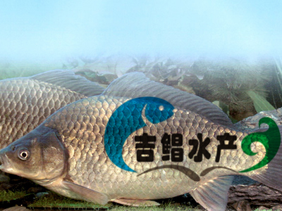 廣東工程鯽魚苗種苗批發出售（湘云鯽魚苗種苗）快大省料鯽魚品種原始圖片2