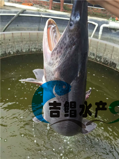 廣州鴨嘴魚苗種苗養(yǎng)殖場3-8月提供鴨嘴魚魚苗批發(fā)供應（匙吻鱘魚苗）