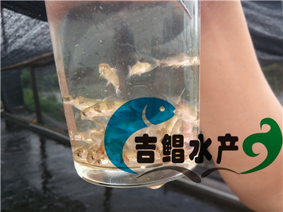 廣東胭脂魚苗種苗全國銷售（胭脂魚水產(chǎn)種苗）觀賞養(yǎng)殖優(yōu)質(zhì)品種