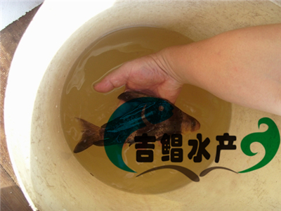 廣東胭脂魚苗種苗全國銷售（胭脂魚水產(chǎn)種苗）觀賞養(yǎng)殖優(yōu)質(zhì)品種