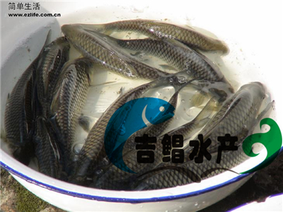 廣東魚苗場提供中華倒刺鲃魚苗批發，中華倒刺鲃魚苗種苗銷售