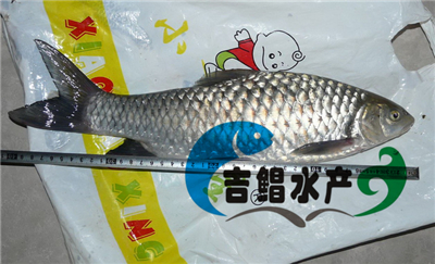 廣東魚苗場提供中華倒刺鲃魚苗批發，中華倒刺鲃魚苗種苗銷售