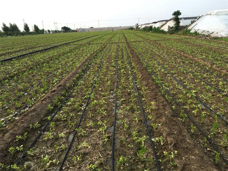山東大棚種植滴灌帶：專業迷宮式滴灌帶推薦