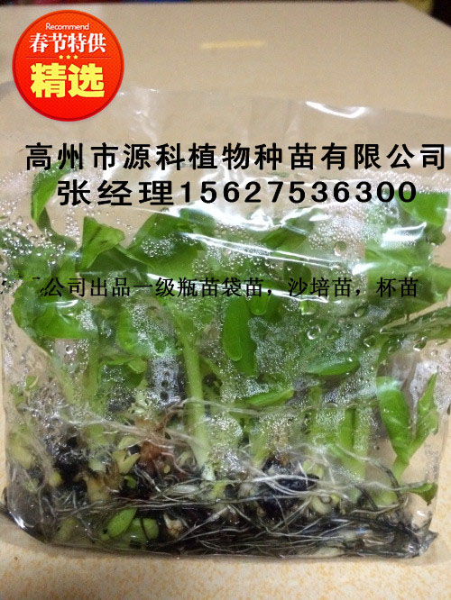 鶴山香蕉苗_一級香蕉脫毒組培袋苗哪家便宜