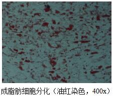 腫瘤細胞換購平臺_原代細胞換購機構