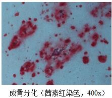 湖南腫瘤細(xì)胞培養(yǎng)公司