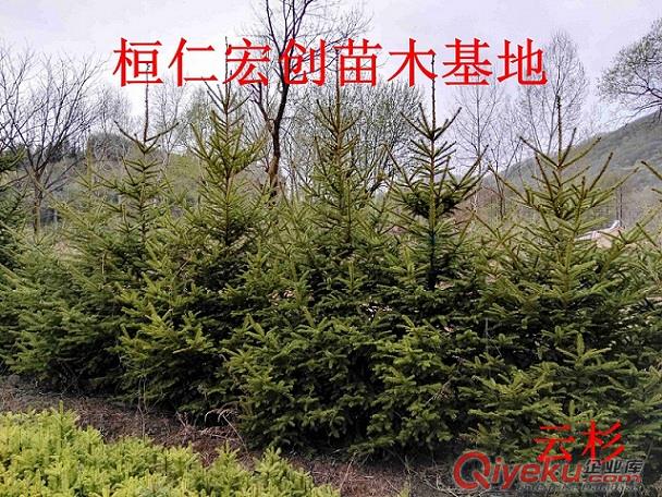 遼寧云杉基地、假青仟云杉樹、密枝云杉基地、東北云杉樹價格原始圖片2