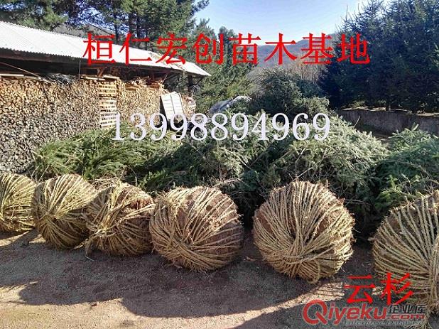 遼寧云杉基地、假青仟云杉樹、密枝云杉基地、東北云杉樹價格原始圖片3