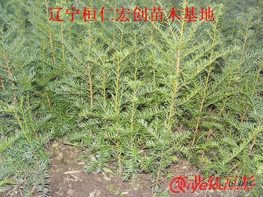 東北紅豆杉小苗、遼寧紅豆杉基地、東北紅豆杉3-8年苗原始圖片2