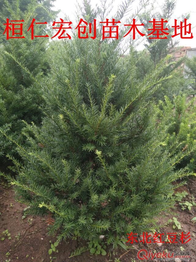 東北紅豆杉小苗、遼寧紅豆杉基地、東北紅豆杉3-8年苗原始圖片3