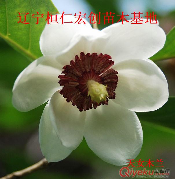 天女木蘭小苗、天女木蘭基地、本溪天女木蘭、遼寧天女木蘭