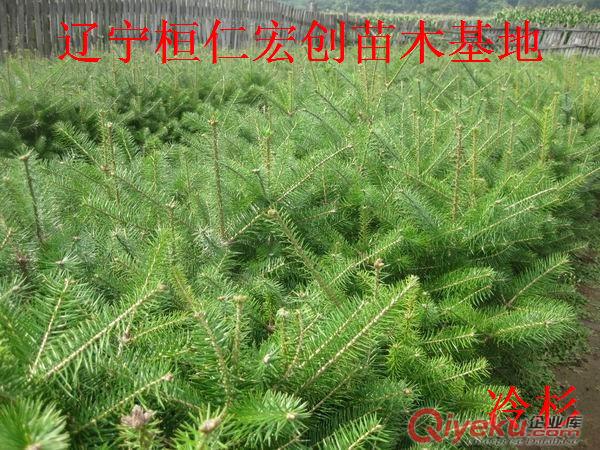 五味子小苗、五味子基地、遼五味子苗、五味子苗價格、北五味子苗