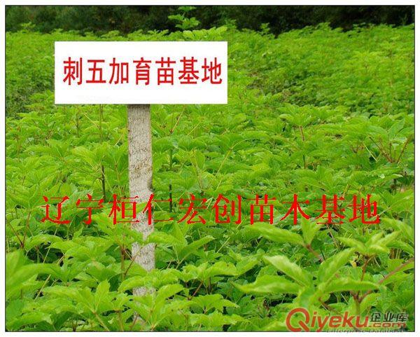 長(zhǎng)梗刺五加小苗、長(zhǎng)梗刺五加苗價(jià)格、遼寧刺五加基地、短梗刺五加小苗