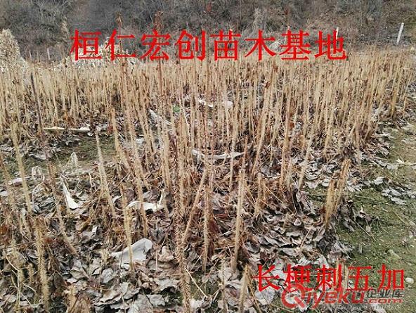 長梗刺五加小苗、長梗刺五加苗價格、遼寧刺五加基地、短梗刺五加小苗