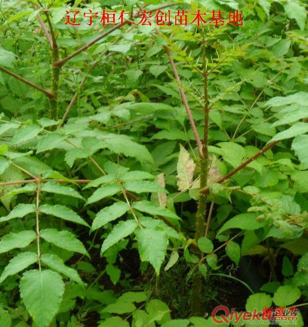 刺嫩芽小苗、刺嫩芽基地、刺嫩芽苗價格、遼寧刺嫩芽種苗基地