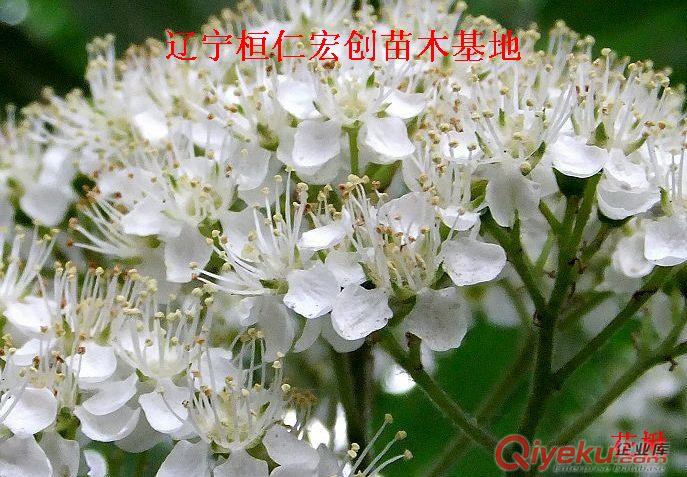 花楸小苗、花楸基地、百華花楸小苗、百華花楸基地、花楸1-4年苗價格、遼寧花楸原始圖片2