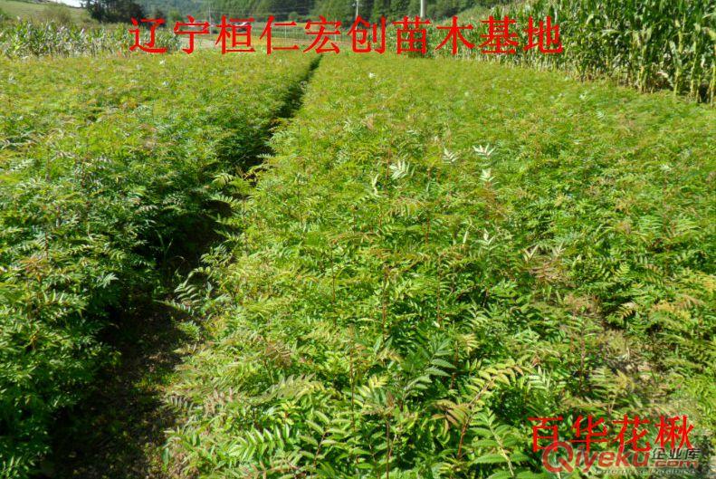 花楸小苗、花楸基地、百華花楸小苗、百華花楸基地、花楸1-4年苗價格、遼寧花楸原始圖片3