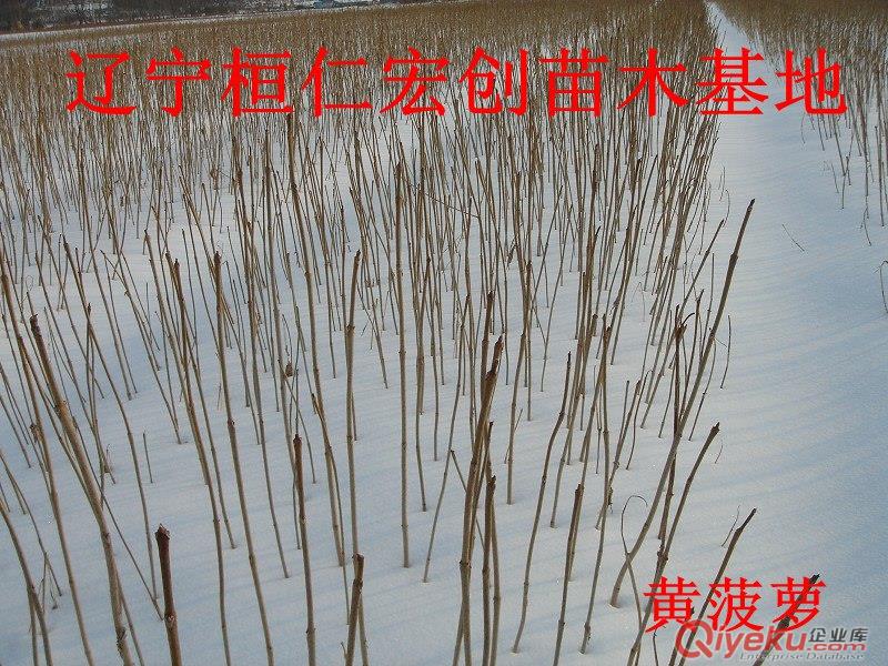 黃菠蘿小苗、黃菠蘿基地、黃柏1-2年苗、黃柏苗價(jià)格、黃菠蘿1-2年苗