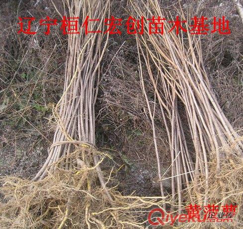 黃菠蘿小苗、黃菠蘿基地、黃柏1-2年苗、黃柏苗價(jià)格、黃菠蘿1-2年苗